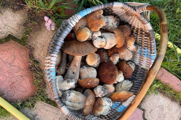 Белорусы собирают рекордные урожаи грибов Белорусы собирают рекордные урожаи грибов