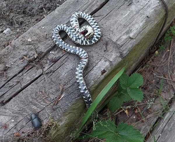 Брестчанин: Что это за змея?
Брестчанин: Что это за змея?