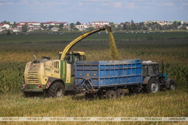 В Малоритском районе довольны урожаем кукурузы В Малоритском районе довольны урожаем кукурузы