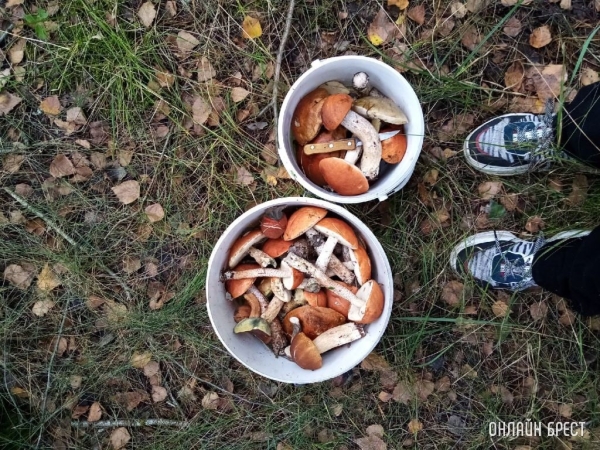 Кобринская ИМНС: в каких случаях платить налог, если вы реализуете дикорастущую или сельскохозпродукцию Кобринская ИМНС: в каких случаях платить налог, если вы реализуете дикорастущую или сельскохозпродукцию