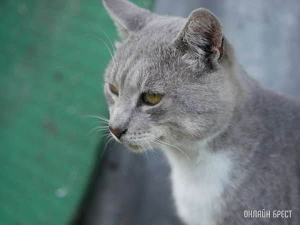 Можно ли завести домашнее животное в общежитии?
