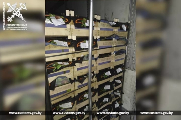 Брестские таможенники развернули грузовик с польскими грушами Брестские таможенники развернули грузовик с польскими грушами