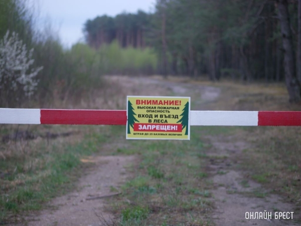Запреты и ограничения на посещение лесов введены в 49 районах Беларуси Запреты и ограничения на посещение лесов введены в 49 районах Беларуси