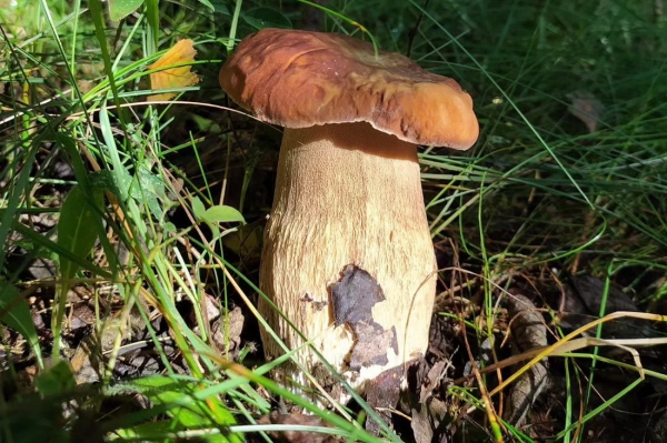 Белорусы собирают рекордные урожаи грибов Белорусы собирают рекордные урожаи грибов