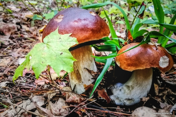 «Живем на 1100 рублей и за год отложили $9 тысяч». Бюджет молодой семьи, которая копит на квартиру «Живем на 1100 рублей и за год отложили $9 тысяч». Бюджет молодой семьи, которая копит на квартиру