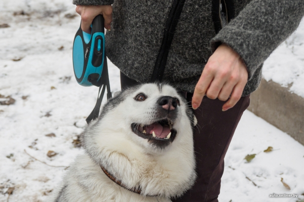 «Жирная тема» или сплошные убытки? Разбираемся, почему в Беларуси почти нет зоотакси «Жирная тема» или сплошные убытки? Разбираемся, почему в Беларуси почти нет зоотакси