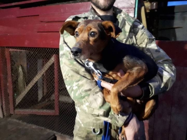 Около 20 пуль в теле: Под Гродно нашли раненную собаку, теперь ищут ее обидчика Около 20 пуль в теле: Под Гродно нашли раненную собаку, теперь ищут ее обидчика