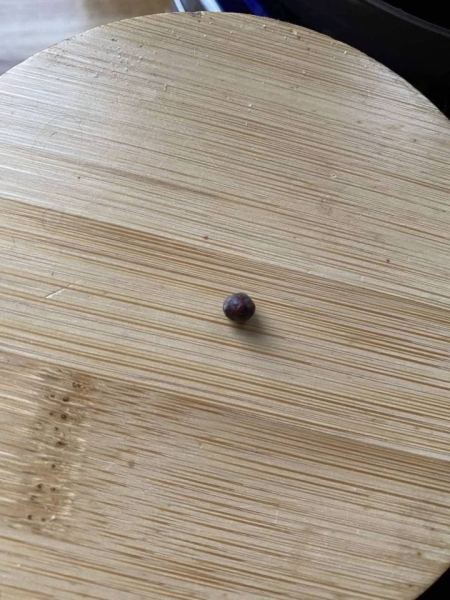 Около 20 пуль в теле: Под Гродно нашли раненную собаку, теперь ищут ее обидчика Около 20 пуль в теле: Под Гродно нашли раненную собаку, теперь ищут ее обидчика