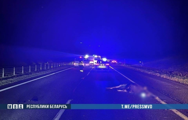 Жуткое ДТП на М1: наезд на дикое животное - погибли водитель и ребенок Жуткое ДТП на М1: наезд на дикое животное - погибли водитель и ребенок