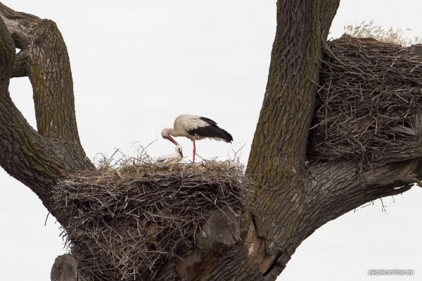 Белорусские аисты полетят зимовать за экватор, а совы останутся в Беларуси Белорусские аисты полетят зимовать за экватор, а совы останутся в Беларуси
