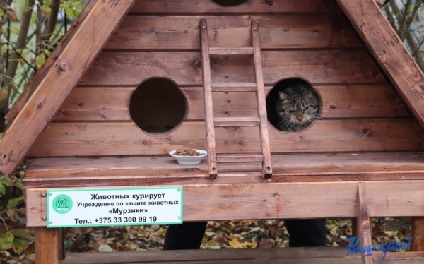 В Барановичах установили первые домики для бездомных котов В Барановичах установили первые домики для бездомных котов