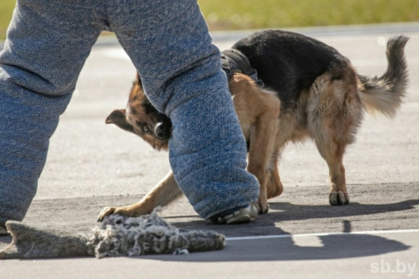 Уже в эти выходные! В Бресте будут соревноваться профессиональные кинологи Уже в эти выходные! В Бресте будут соревноваться профессиональные кинологи