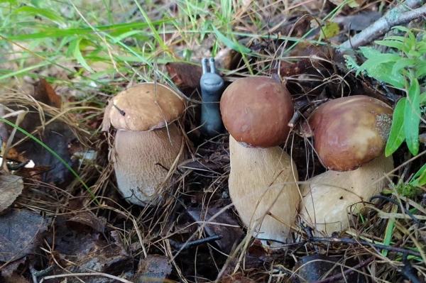 Белорусы собирают рекордные урожаи грибов Белорусы собирают рекордные урожаи грибов