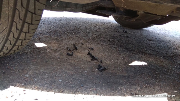 Собаки — это понятно. А посмотрите, что с машиной может сделать кот Собаки — это понятно. А посмотрите, что с машиной может сделать кот