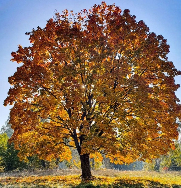 Самое известное дерево в Бресте, наверняка у вас есть осеннее фото возле него. Находится по дороге на Красный двор
Самое известное дерево в Бресте, наверняка у вас есть осеннее фото возле него. Находится по дороге на Красный двор