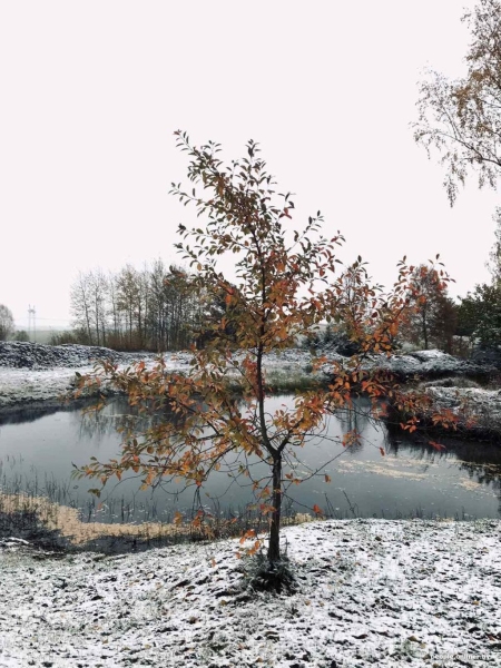 В Беларуси выпал снег В Беларуси выпал снег