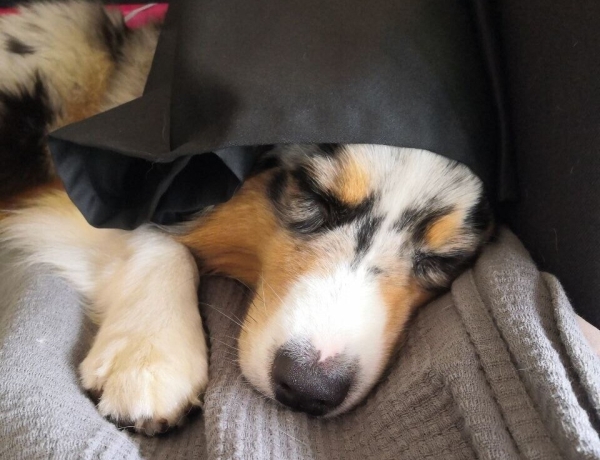 «Да хоть с крокодилом! Главное, чтобы в кабине было чисто!» Белоруска ушла в дальнобой и ездит... с собакой «Да хоть с крокодилом! Главное, чтобы в кабине было чисто!» Белоруска ушла в дальнобой и ездит... с собакой