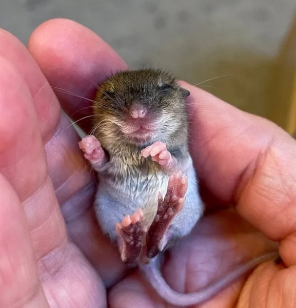 Девушка нашла на дороге мышонка и решила приютить его. Она рассказывает о нем в блоге, и теперь за жизнью грызуна следят тысячи людей Девушка нашла на дороге мышонка и решила приютить его. Она рассказывает о нем в блоге, и теперь за жизнью грызуна следят тысячи людей