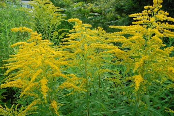 Что природе хорошо, то аллергику смерть. Самые коварные растения Беларуси