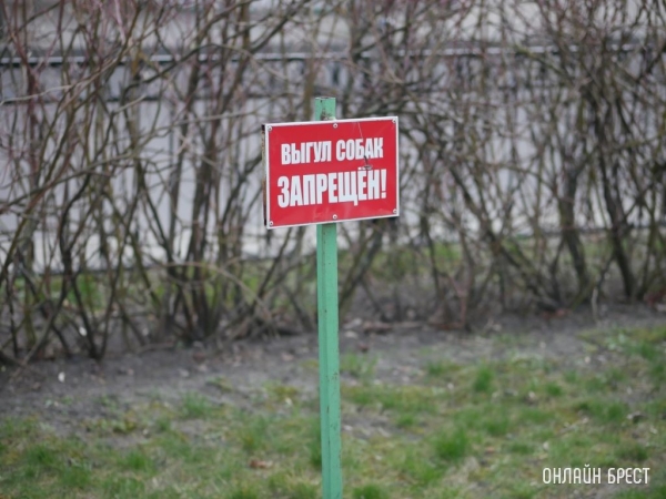 Правила содержания домашних собак, кошек. Что нужно знать владельцам Правила содержания домашних собак, кошек. Что нужно знать владельцам