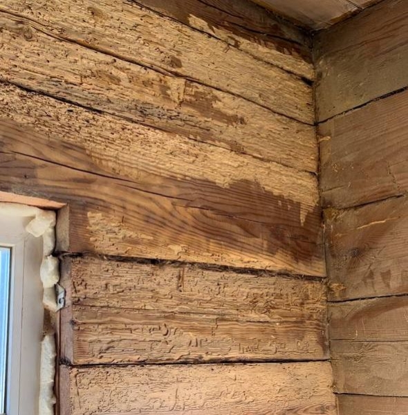 Девушка уехала из столицы в деревню в Березовском районе и нашла себе там дело — ремонтирует дом прадеда. И вот что у нее получилось Девушка уехала из столицы в деревню в Березовском районе и нашла себе там дело — ремонтирует дом прадеда. И вот что у нее получилось