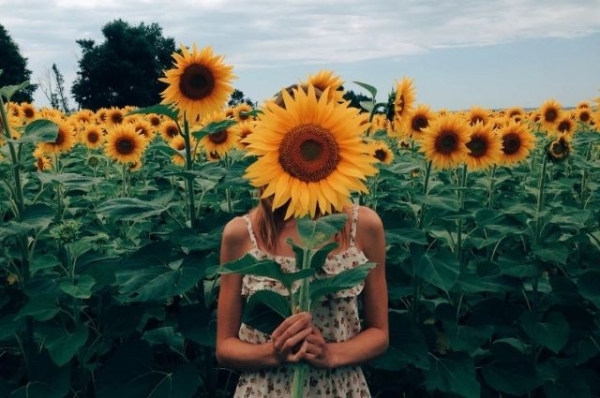 Могут ли оштрафовать за фото с подсолнухами?