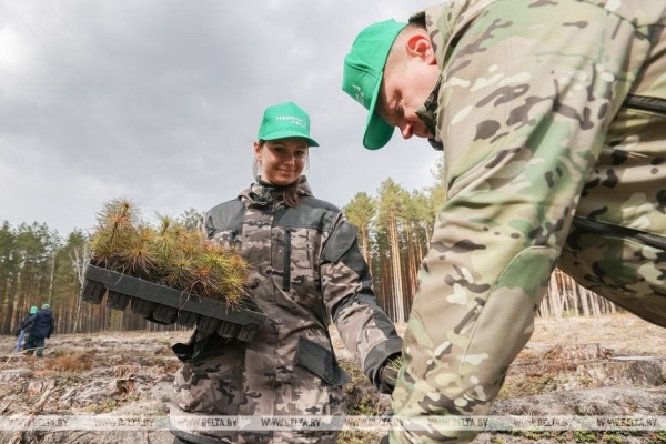 Около 3,5 млн деревьев высадят в Брестской области во время Недели леса