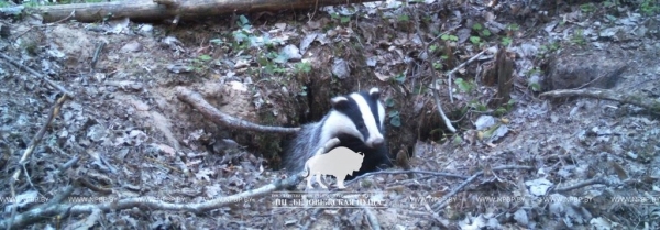 «Подсмотрено». Осенняя жизнь барсуков в Беловежской пуще «Подсмотрено». Осенняя жизнь барсуков в Беловежской пуще