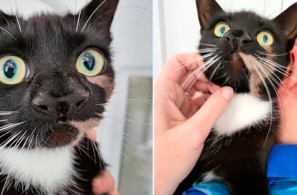 В Британии нашли кошку с двумя носами В Британии нашли кошку с двумя носами