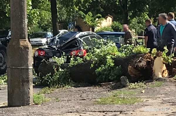 Читатель: В Бресте на Мицкевича дерево упало на машину. Автомобиль сильно пострадал. Фото сделано сегодня утром
             
                Читатель: В Бресте на Мицкевича дерево упало на машину. Автомобиль сильно пострадал. Фото сделано сегодня утром
