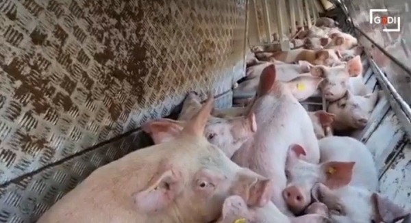 В Италии обернулась фура со свиньями, которых везли белорусы В Италии обернулась фура со свиньями, которых везли белорусы