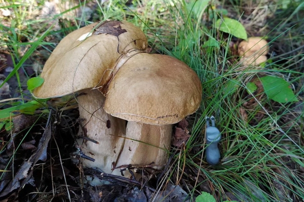 Белорусы собирают рекордные урожаи грибов Белорусы собирают рекордные урожаи грибов