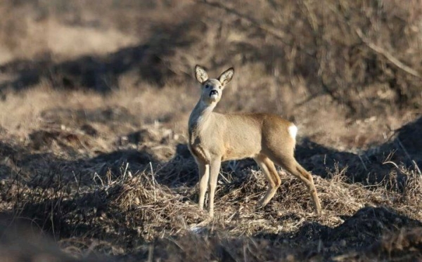 Косуля попала в объектив камеры. Фото сделано в Брестской области
             
                Косуля попала в объектив камеры. Фото сделано в Брестской области