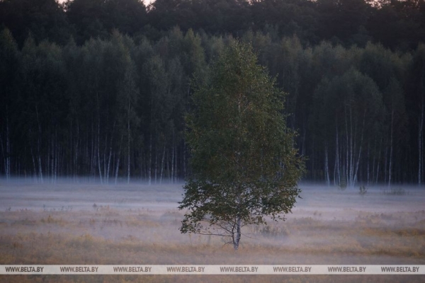 Осеннее утро в Беловежской пуще