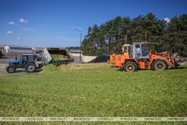 В Малоритском районе довольны урожаем кукурузы В Малоритском районе довольны урожаем кукурузы