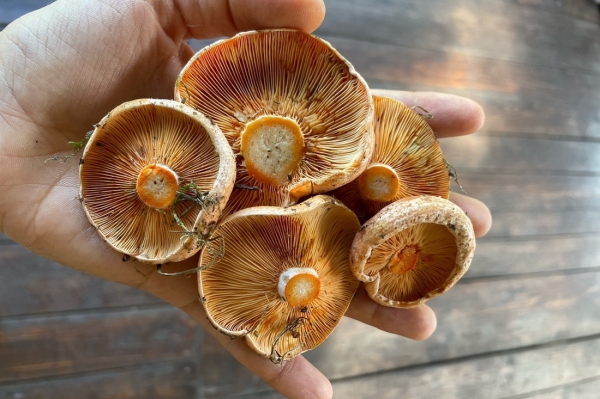 Белорусы собирают рекордные урожаи грибов Белорусы собирают рекордные урожаи грибов