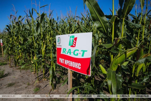 В Малоритском районе довольны урожаем кукурузы В Малоритском районе довольны урожаем кукурузы