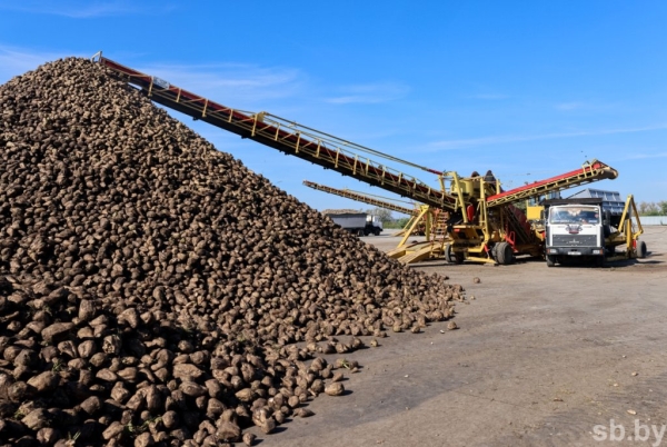 В Брестской области накопано 370 тысяч тонн сахарной свеклы В Брестской области накопано 370 тысяч тонн сахарной свеклы