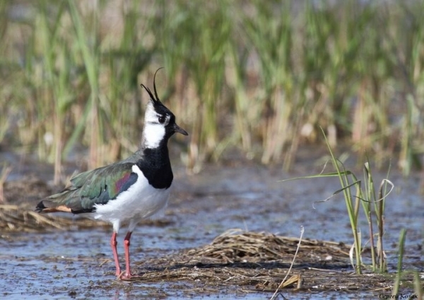 Чибиса, готовящегося атаковать соперника, запечатлел фотограф в пойме Припяти у Пинковичей (Брестская область) Чибиса, готовящегося атаковать соперника, запечатлел фотограф в пойме Припяти у Пинковичей (Брестская область)