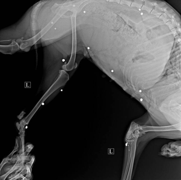 Около 20 пуль в теле: Под Гродно нашли раненную собаку, теперь ищут ее обидчика Около 20 пуль в теле: Под Гродно нашли раненную собаку, теперь ищут ее обидчика