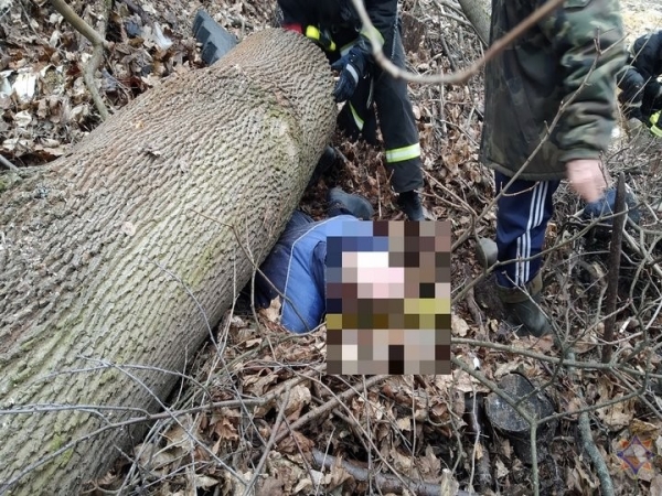 В Мозыре на мужчину упало дерево. Фото и видео В Мозыре на мужчину упало дерево. Фото и видео