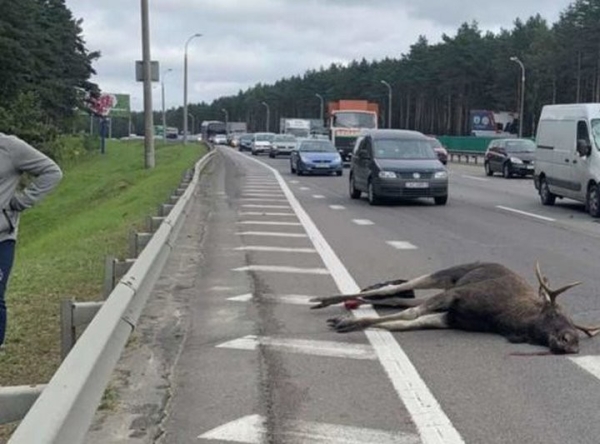 Сотни косуль, лосей и 4 бобра погибли в ДТП в этом году на дорогах Беларуси Сотни косуль, лосей и 4 бобра погибли в ДТП в этом году на дорогах Беларуси