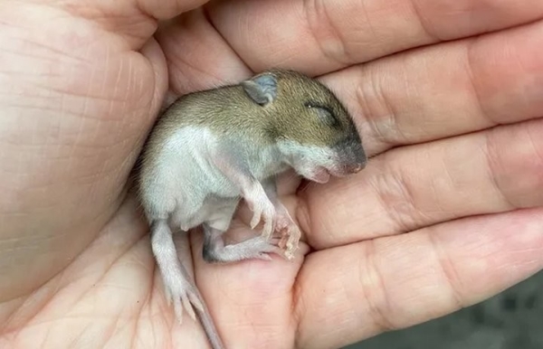 Девушка нашла на дороге мышонка и решила приютить его. Она рассказывает о нем в блоге, и теперь за жизнью грызуна следят тысячи людей Девушка нашла на дороге мышонка и решила приютить его. Она рассказывает о нем в блоге, и теперь за жизнью грызуна следят тысячи людей