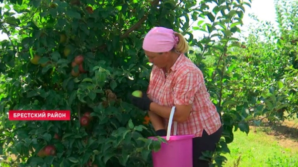 Приходится работать в 30-градусную жару. Как возле Бреста убирают урожай яблок