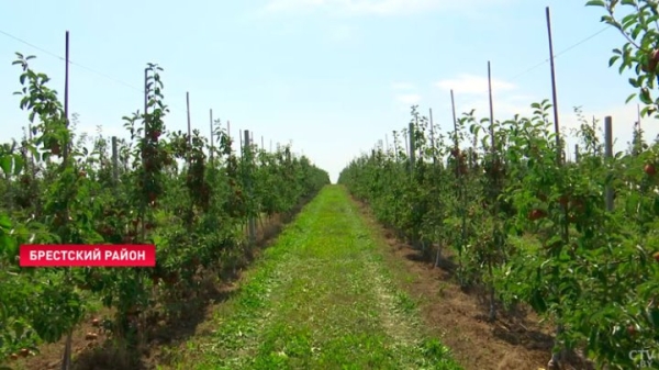 Приходится работать в 30-градусную жару. Как возле Бреста убирают урожай яблок