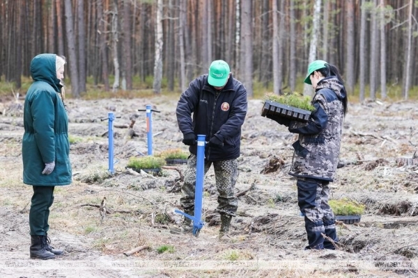 Около 3,5 млн деревьев высадят в Брестской области во время Недели леса
