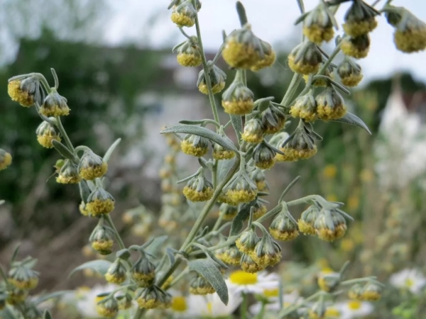 Что природе хорошо, то аллергику смерть. Самые коварные растения Беларуси