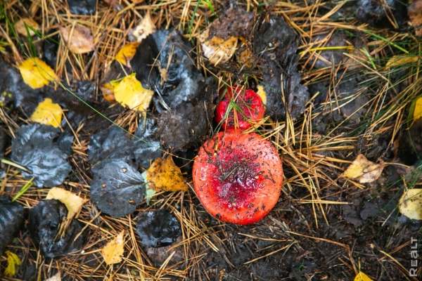 Девушка уехала из столицы в деревню в Березовском районе и нашла себе там дело — ремонтирует дом прадеда. И вот что у нее получилось Девушка уехала из столицы в деревню в Березовском районе и нашла себе там дело — ремонтирует дом прадеда. И вот что у нее получилось