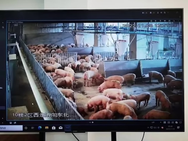 В Китае построили небоскреб, жить в котором будут только свиньи