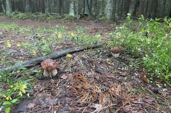 Белорусы собирают рекордные урожаи грибов Белорусы собирают рекордные урожаи грибов